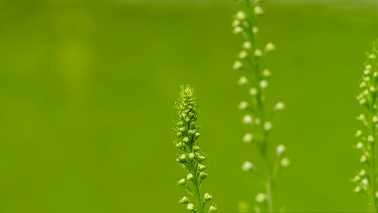Picture of a plant in a field with a blurred green backround - Big Green Week